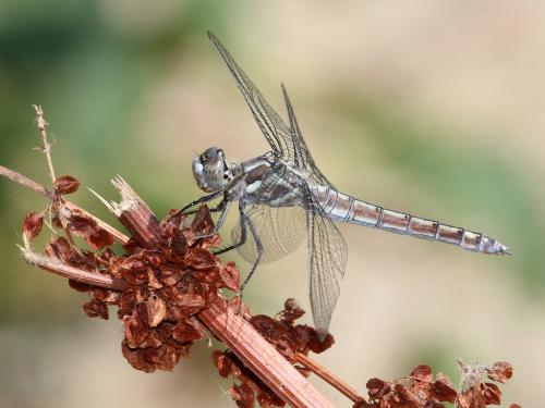 Réf. 308 485 : Orthetrum brunneum