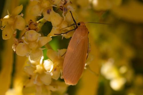 Eilema sororcula