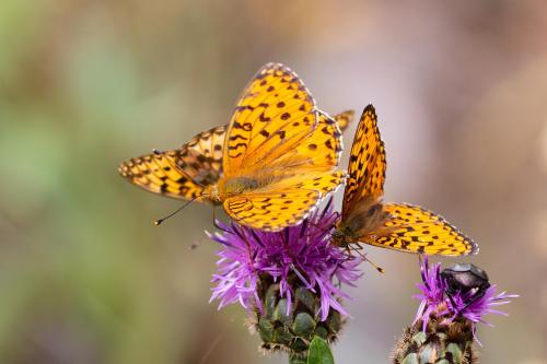 Réf. 309 760 : Argynnis aglaja