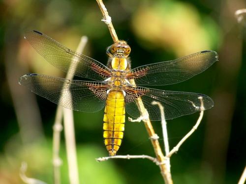 Libellula depressa