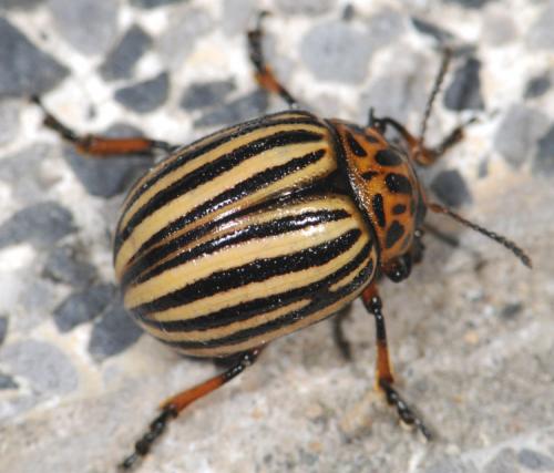 Réf. 31 682 : Leptinotarsa decemlineata