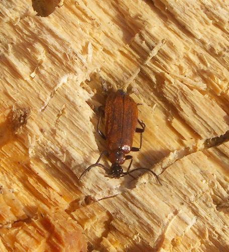 Réf. 31 723 : Schizotus pectinicornis