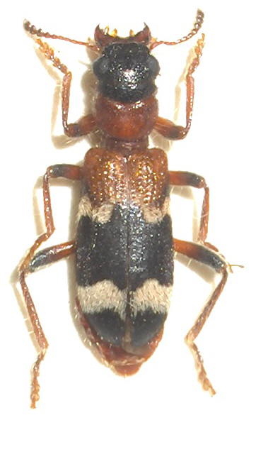 ROUSSET Julien - Thanasimus femoralis - réf. 31122 (362 x 661 pixels, 183 ko)