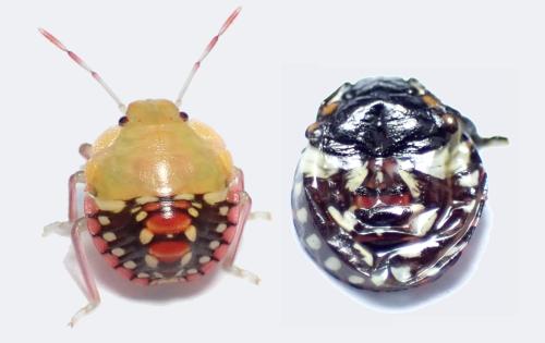 Nezara viridula