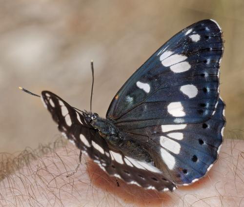 Réf. 310 699 : Limenitis reducta