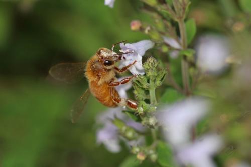 Apis mellifera