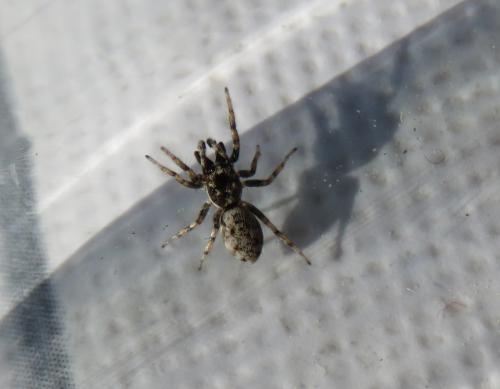 Réf. 311 059 : Salticus sp.