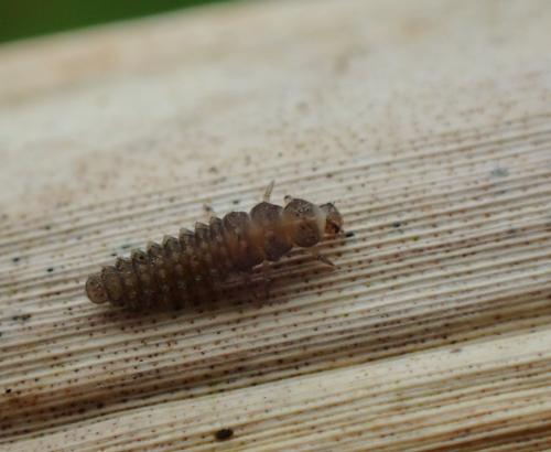 Réf. 312 336 : Coccidula scutellata