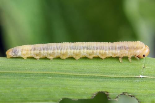 Réf. 312 562 : Dolerus nigratus