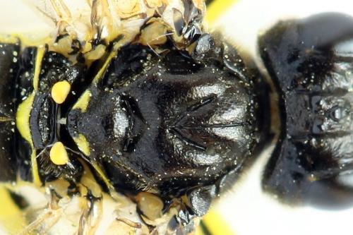 Réf. 313 137 : Tenthredo temula