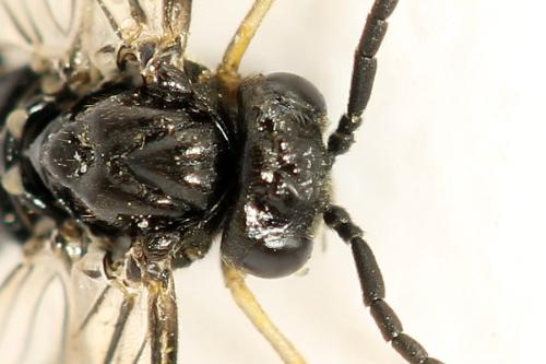 Réf. 314 521 : Claremontia alternipes
