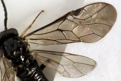 Réf. 314 523 : Claremontia alternipes