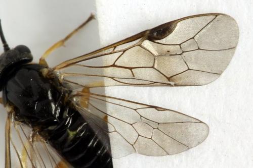 Réf. 314 154 : Stauronematus platycerus