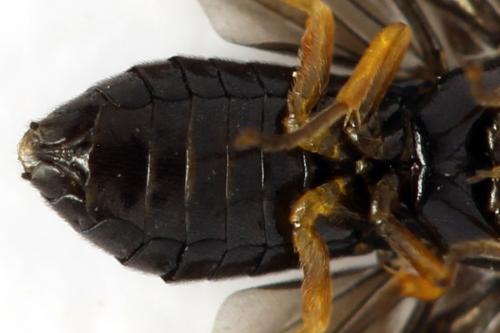 Réf. 314 790 : Dulophanes morio