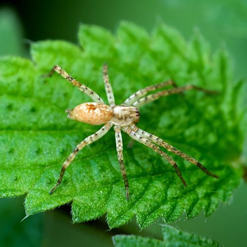Anyphaena accentuata