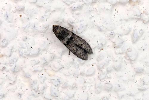 Réf. 315 355 : Blastobasis sp.