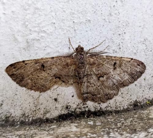 Réf. 315 342 : Peribatodes rhomboidaria