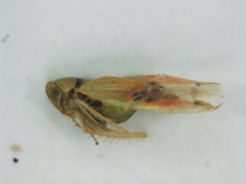 Réf. 315 511 : Typhlocybinae inconnu