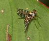 315823 – Photo : walter zoccarato – Guyane française