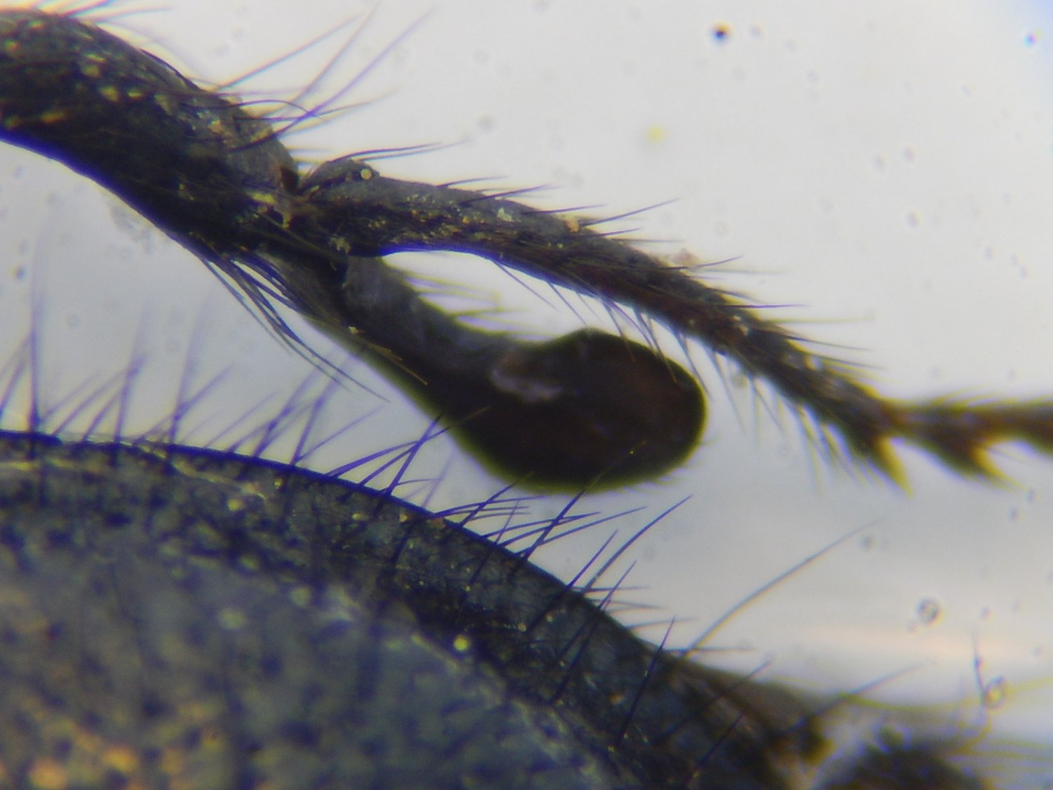 Olivier Thélot - Enicopus (Enicopus) ater ater - réf. 316266 (1500 x 1125 pixels, 162 ko)