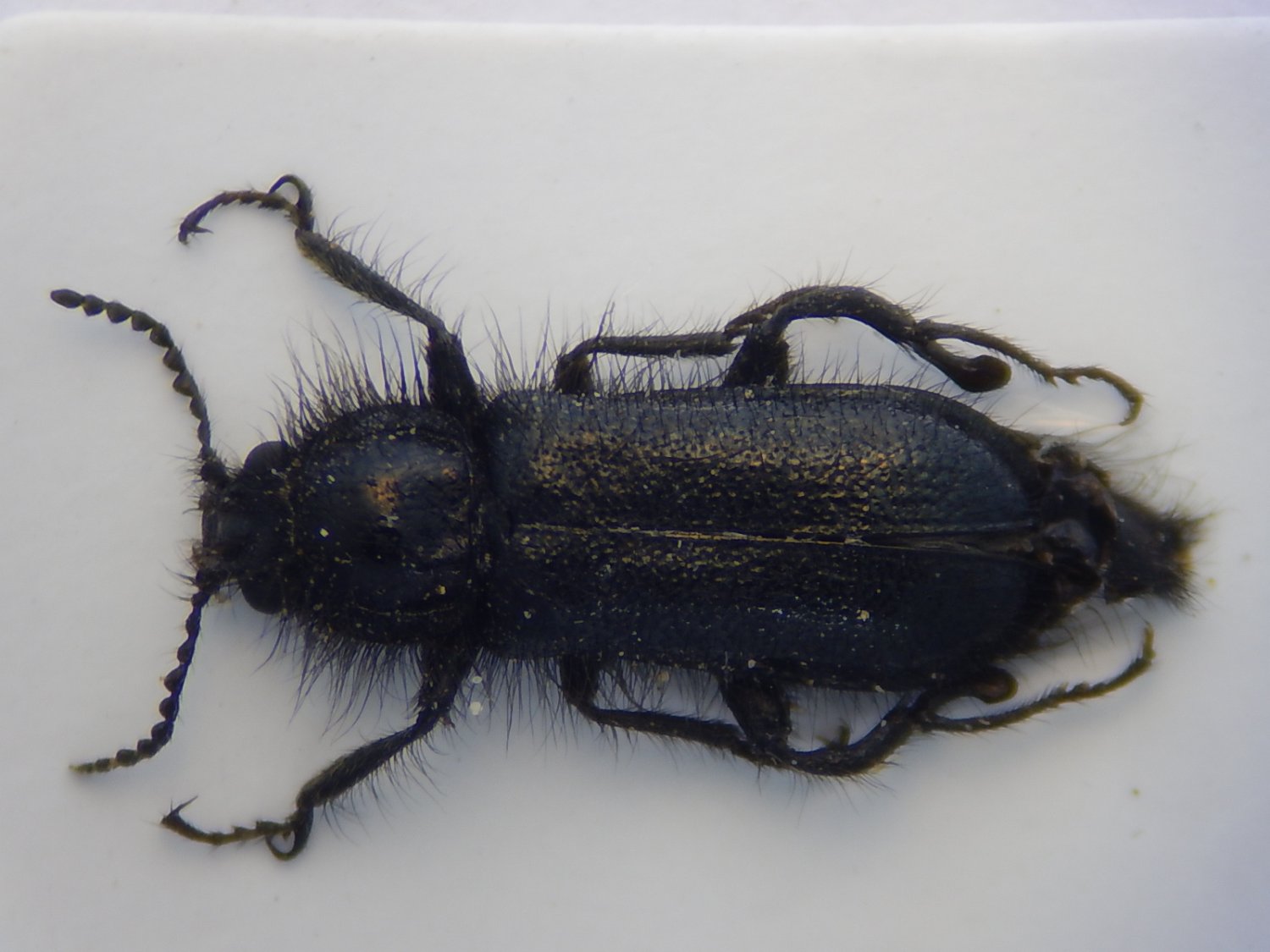 Olivier Thélot - Enicopus (Enicopus) ater ater - réf. 316230 (1500 x 1125 pixels, 147 ko)