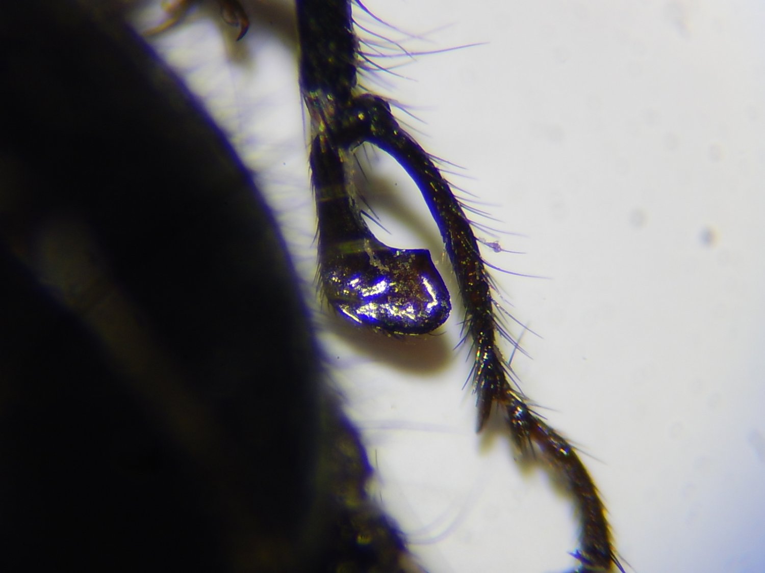 Olivier Thélot - Enicopus (Enicopus) ater ater - réf. 316270 (1500 x 1125 pixels, 106 ko)