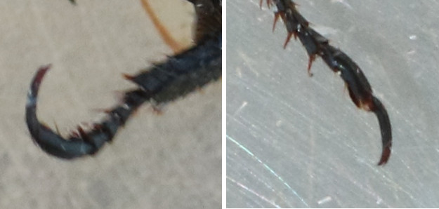 Marc Thibault - Hoplia (Decamera) philanthus - réf. 316873 (625 x 298 pixels, 36 ko)