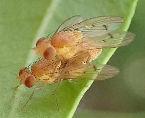 Réf. 317 429 : Homoneura sp.