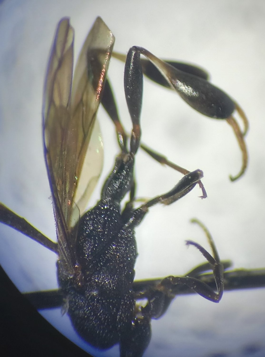 Nils Kieffer - Gasteruption assectator - réf. 317800 (1114 x 1500 pixels, 151 ko)