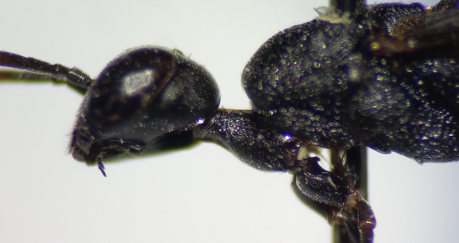 Nils Kieffer - Gasteruption assectator - réf. 317798 (1500 x 795 pixels, 139 ko)