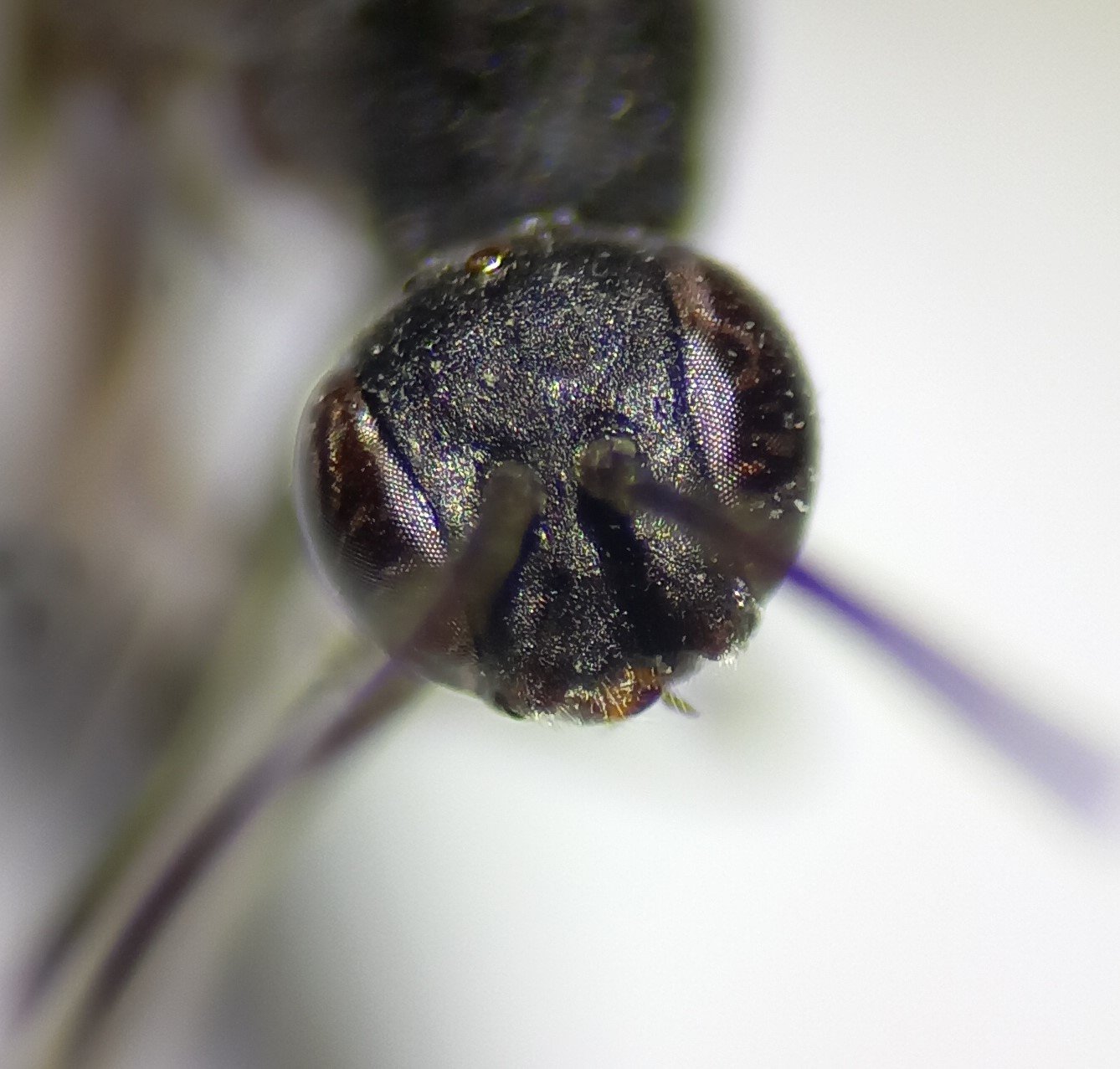 Nils Kieffer - Gasteruption assectator - réf. 317797 (1338 x 1277 pixels, 201 ko)