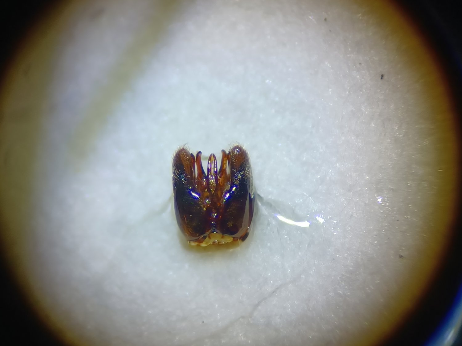 Erwann Marhic - Gasteruption jaculator - réf. 318612 (1500 x 1125 pixels, 113 ko)