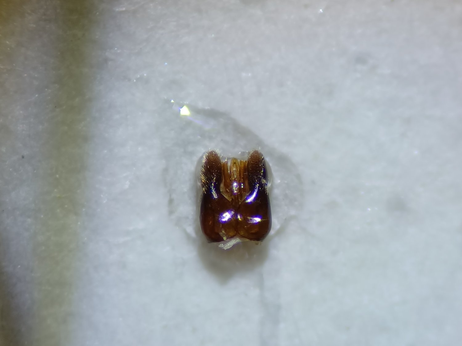 Erwann Marhic - Gasteruption caucasicum - réf. 318611 (1500 x 1125 pixels, 89 ko)