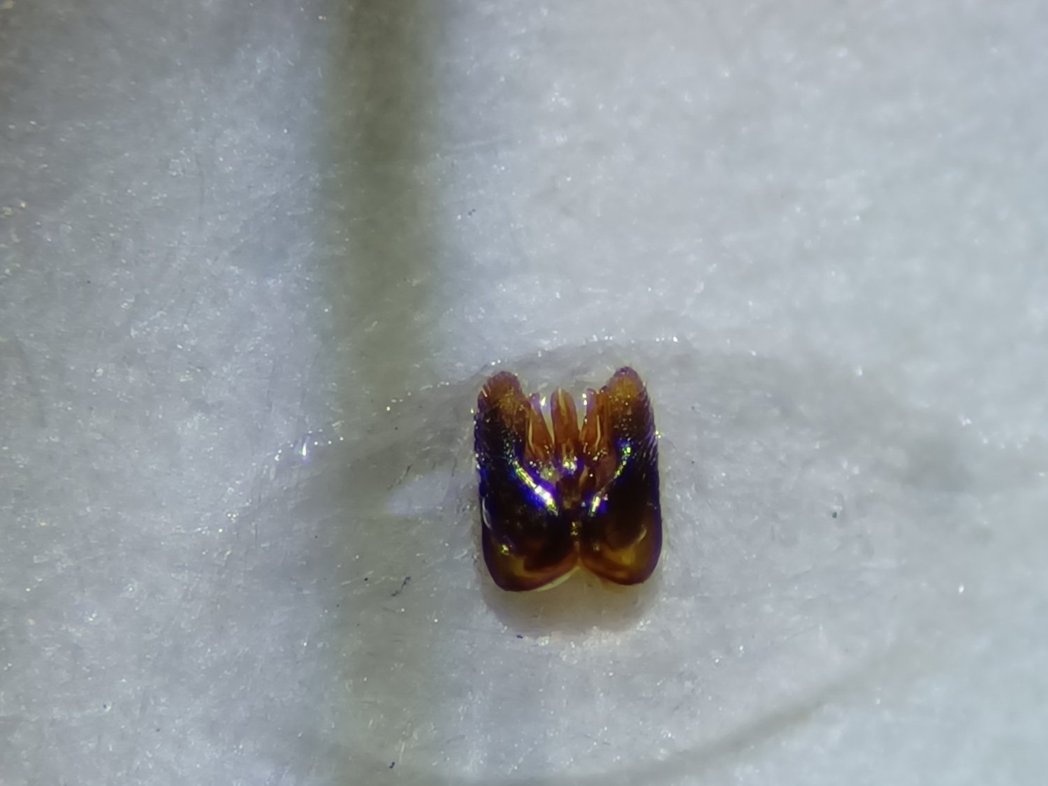 Erwann Marhic - Gasteruption tournieri - réf. 318627 (1500 x 1125 pixels, 121 ko)