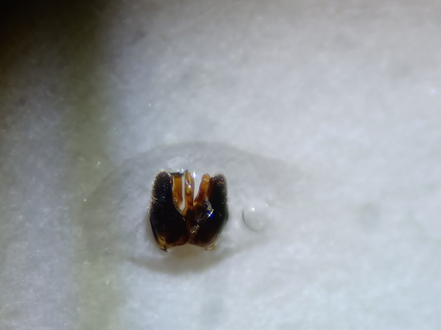 Erwann Marhic - Gasteruption assectator - réf. 318626 (1500 x 1125 pixels, 80 ko)