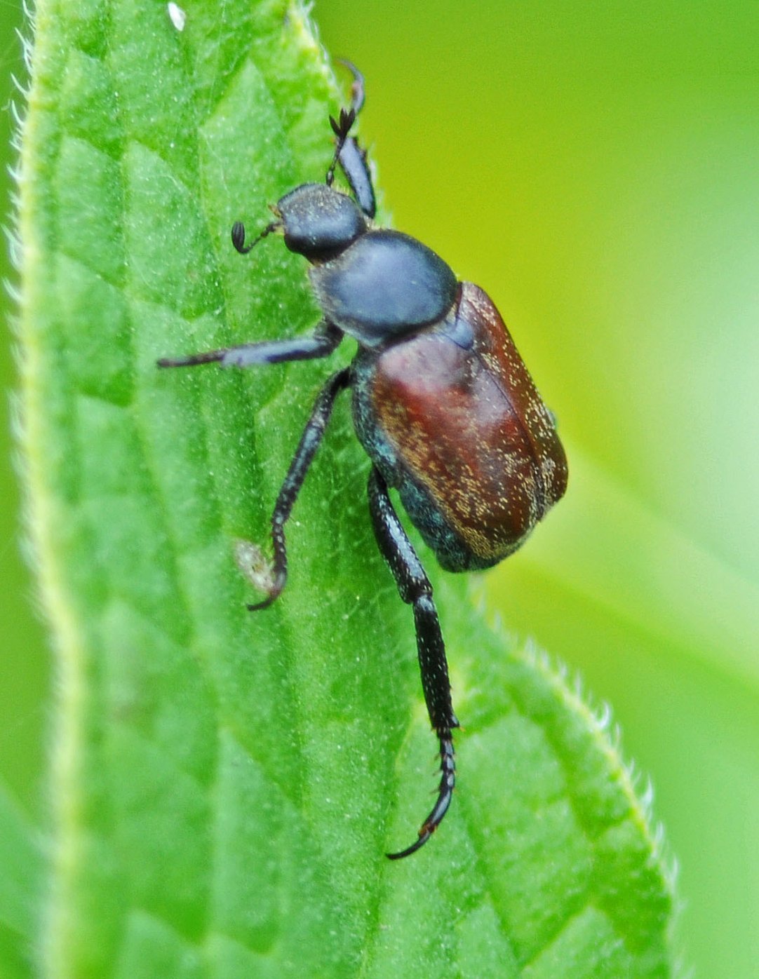 Oryctes - Hoplia (Decamera) philanthus - réf. 318360 (1082 x 1396 pixels, 217 ko)