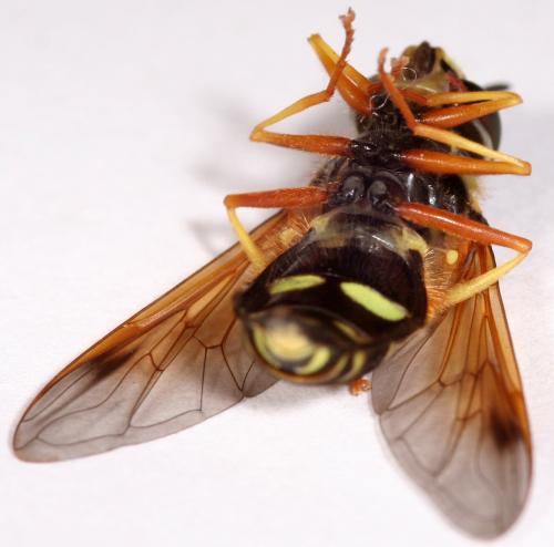 Réf. 319 707 : Chrysotoxum festivum