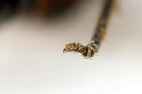 Réf. 319 913 : Taxonus agrorum