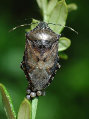 Réf. 32 465 : Rhaphigaster nebulosa