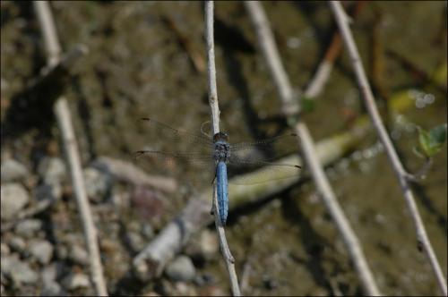 Réf. 32 089 : Orthetrum brunneum