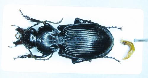 Pterostichus madidus