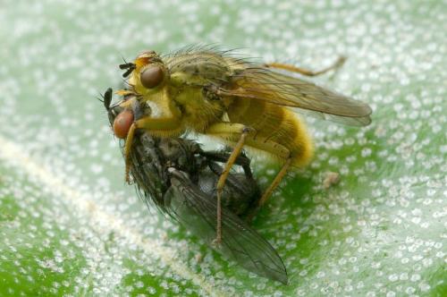 Réf. 32 378 : Scathophaga stercoraria