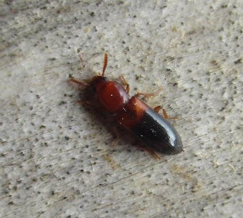 Réf. 320 643 : Corticeus bicolor