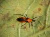 320064 – Photo : Philippe Ryckewaert – Mayotte