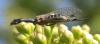 321353 – Photo : Valentin SENDAT – France (34)