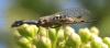321351 – Photo : Valentin SENDAT – France (34)