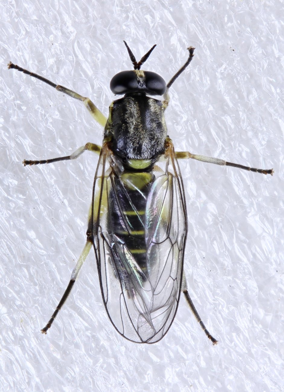 Michel Bertrand - Solva marginata - réf. 322916 (941 x 1300 pixels, 211 ko)