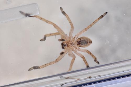 Réf. 323 699 : Olios argelasius