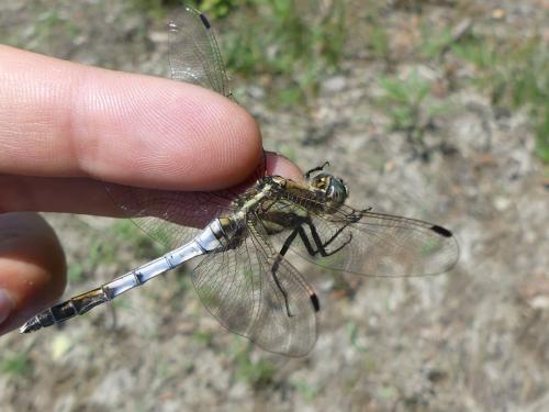 Réf. 324 373 : Orthetrum albistylum