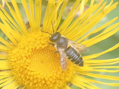 Réf. 325 588 : Megachile centuncularis